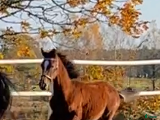 stallplats finnes: Konvalicent/Rehab i Skånes Fagerhult - Annons 1