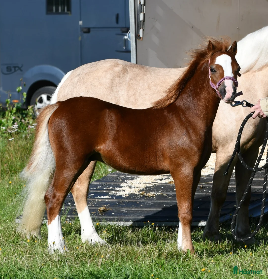 Allround hästar till salu: Uttrycksfullt hingstföl  - Annons 5