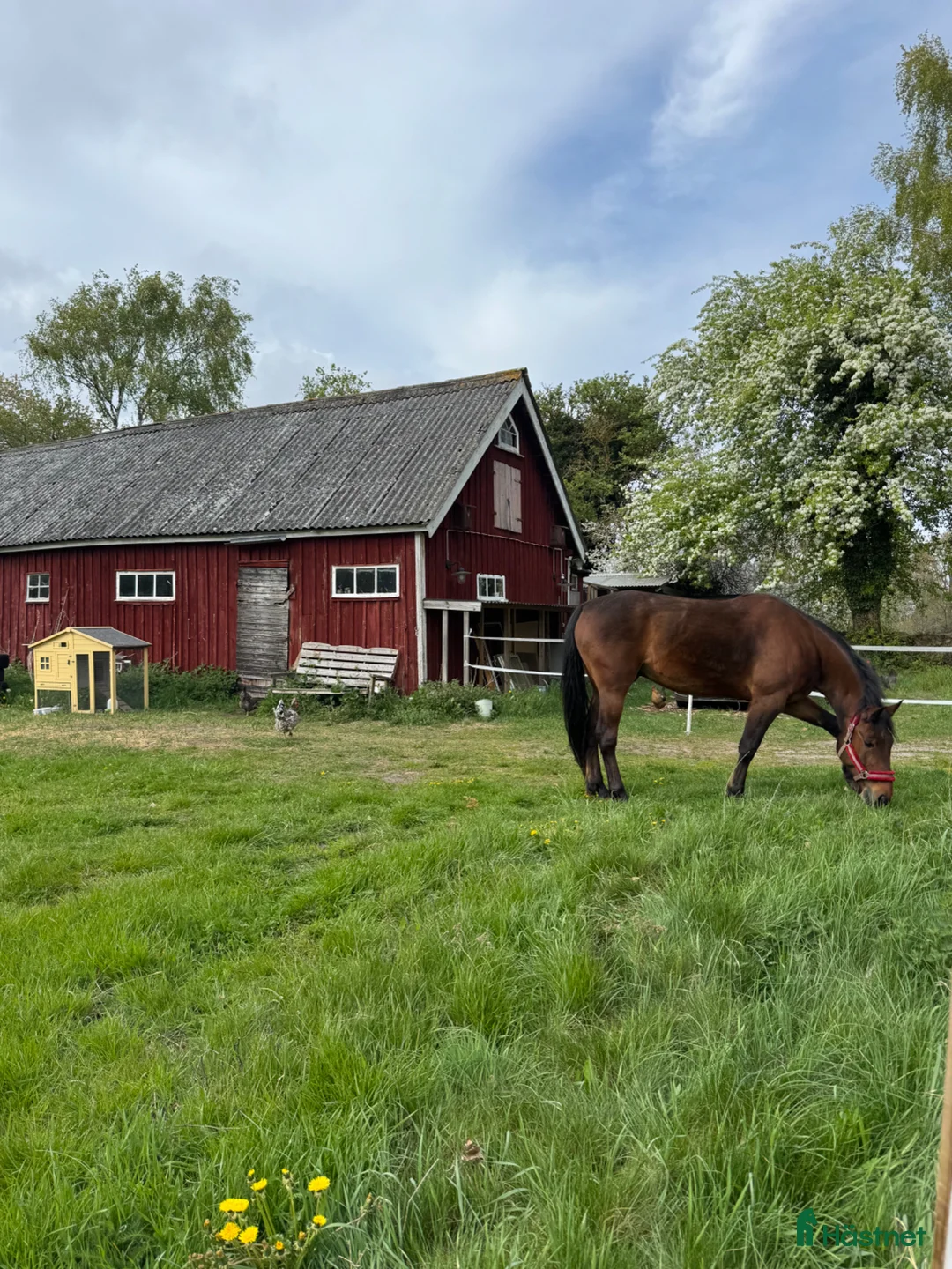 Allround hästar till salu: Söt kille  i Jämjö - Annons 3