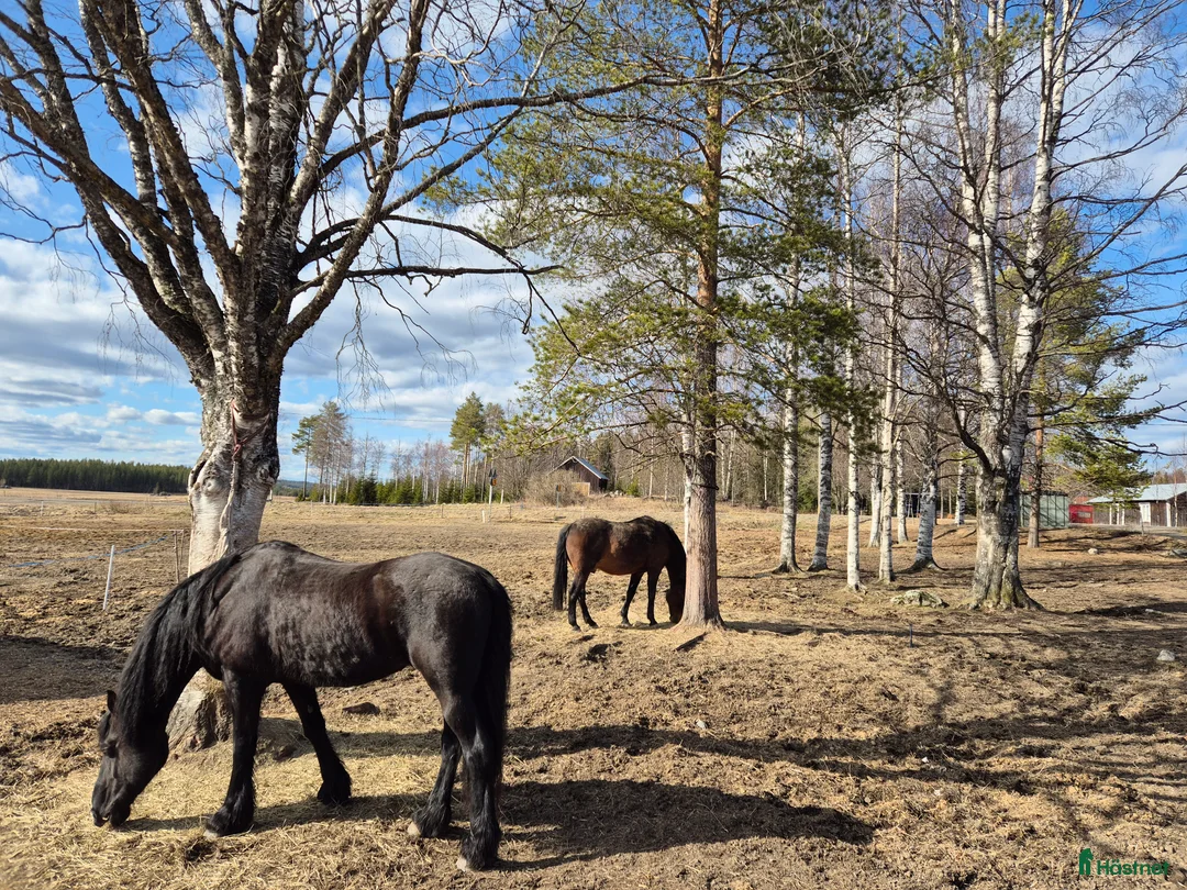  stallplats finnes: Lösdrift i Vännäs - Annons 1