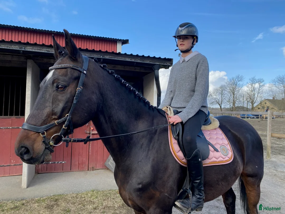 Hoppning hästar sökes: Fin storhäst söker för tonåring!! i Vårgårda - Annons 1