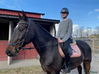 hästar Fin storhäst söker för tonåring!! - Annons 5