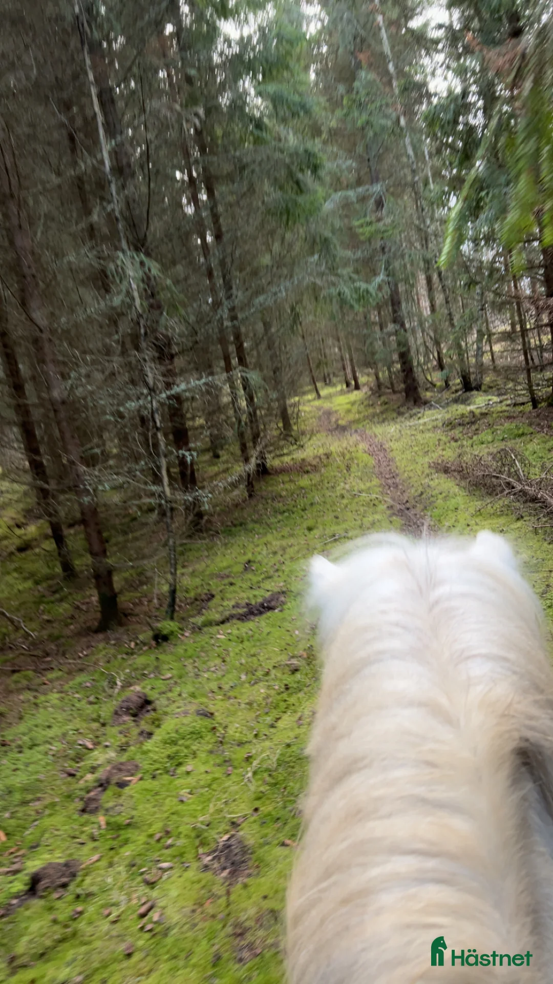  stallplats finnes: En stallplats alternativt 2 lösdriftplatser! - Annons 6