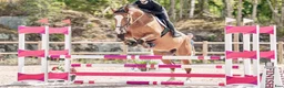 Hoppning hästar till salu: Framtidsämne, SWB. - Annons 1