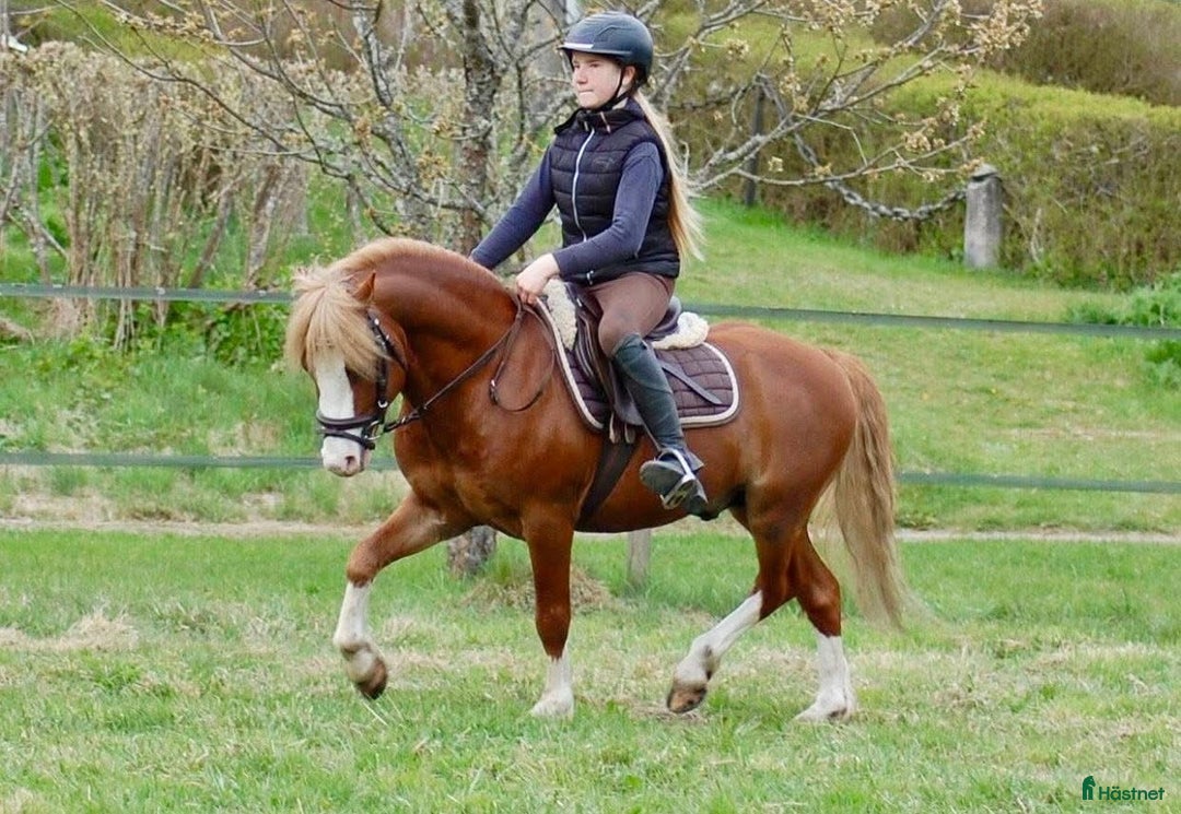  avel finnes: Hingstar i avel  i Limmared - Bild 5