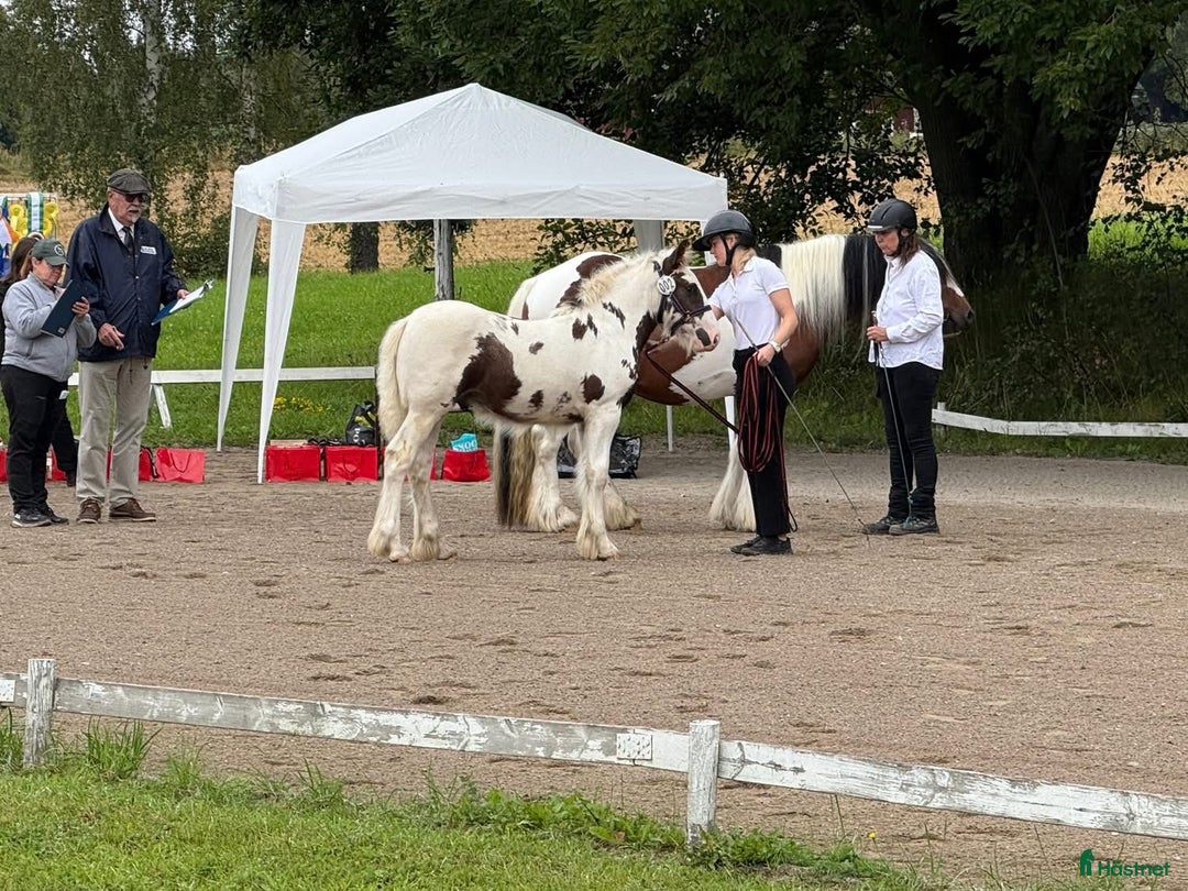 Allround hästar till salu: Mkt erfaret hingstföl i Eriksmåla - Annons 3