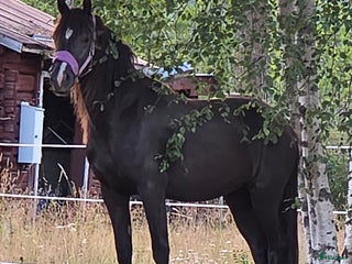 hästar Vackra Welsh cob i Stöde - Annons 18