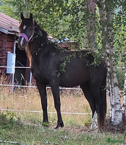 hästar Vackra Welsh cob i Stöde - Annons 17