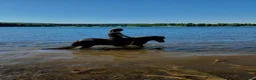 Island hästar till salu: Klok och cool femgångare - Annons 3
