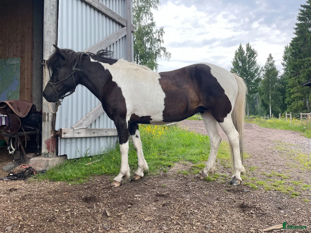 Allround hästar till salu: Säljes eller bytes i Tived - Annons 3