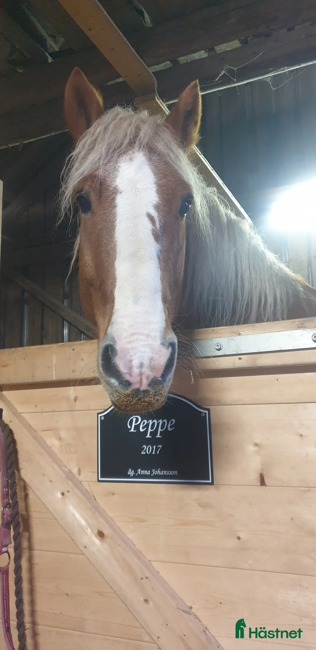 Allround hästar till salu: Nyfiken skogsmulle! i Färgelanda - Annons 2