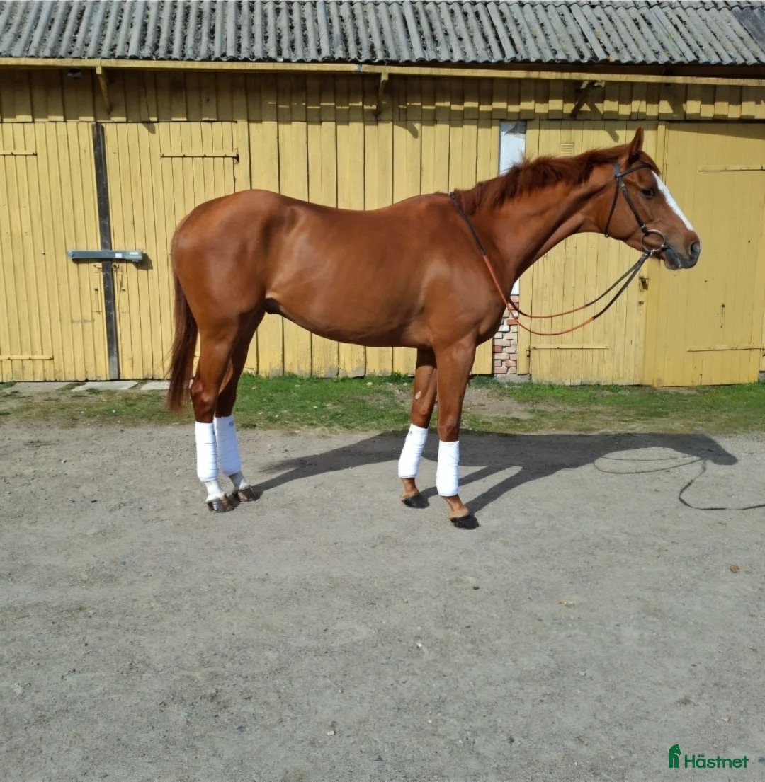 Allround hästar till salu: Framtidslöfte i Malmö - Annons 2