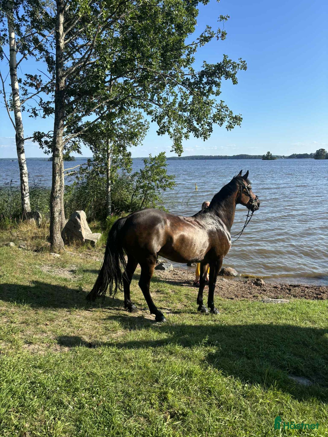 Hoppning hästar till salu: En prinsessa! (NEDSATT PRIS från 140,000:- )) i Strömsholm - Annons 1