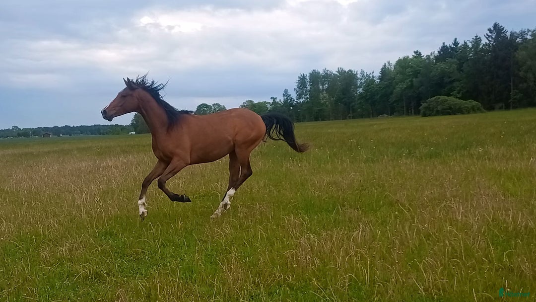 Allround hästar till salu: Rejäl tvåårig valack  i Enköping - Annons 2