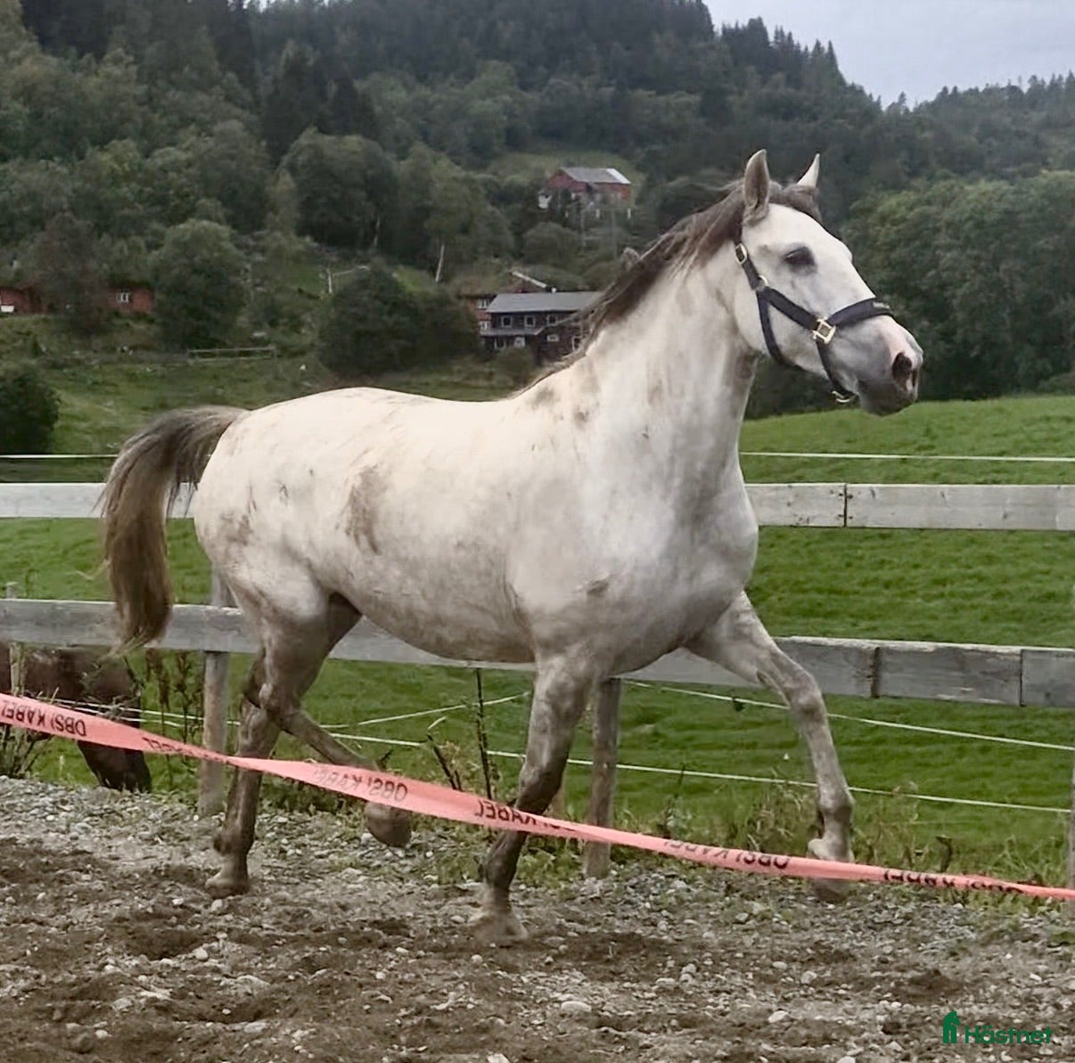  hästar 9 år P.R.E hoppe 168 cm, 4 føll - Annons 18