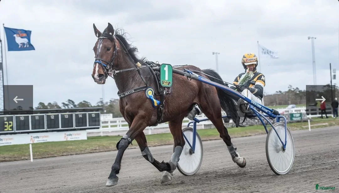 Trav hästar till salu: Finfin, vacker travare! - Annons 6