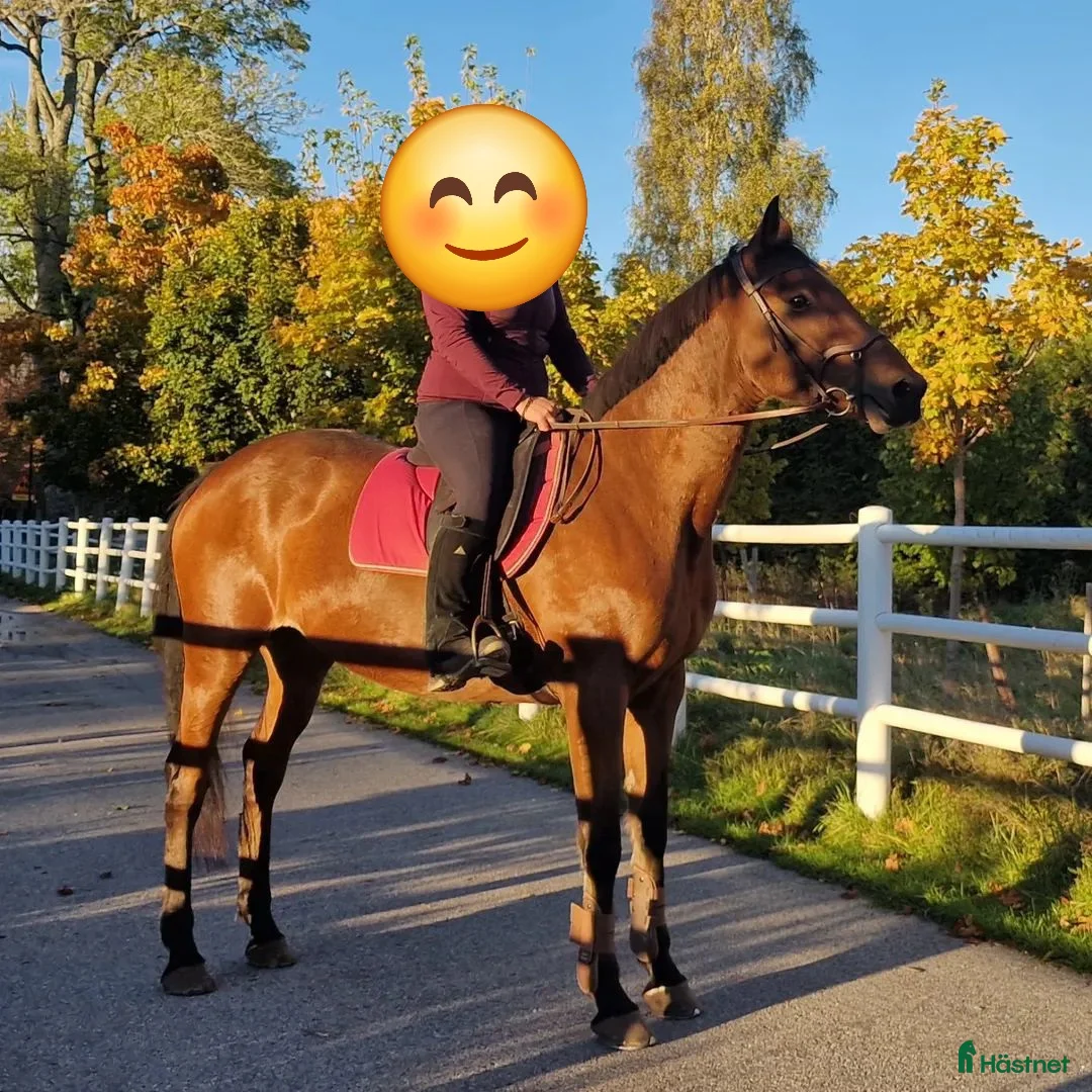 Allround hästar till salu: Promenadhäst i Laxå - Annons 2