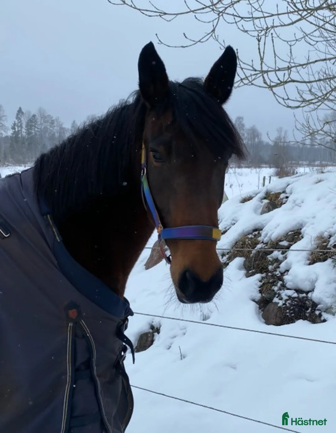 Sällskap hästar till salu: Omhändertaget sto söker nytt hem i Örebro - Annons 2