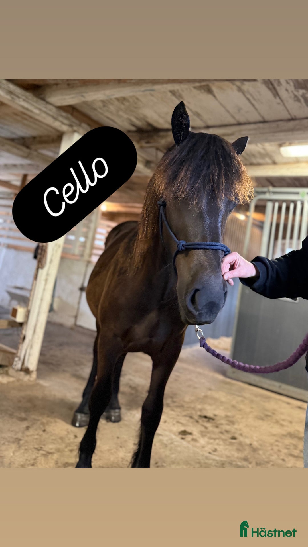 Allround hästar till salu: Snygg Nordsvensk (tingad till 6/12) i Grästorp - Annons 4