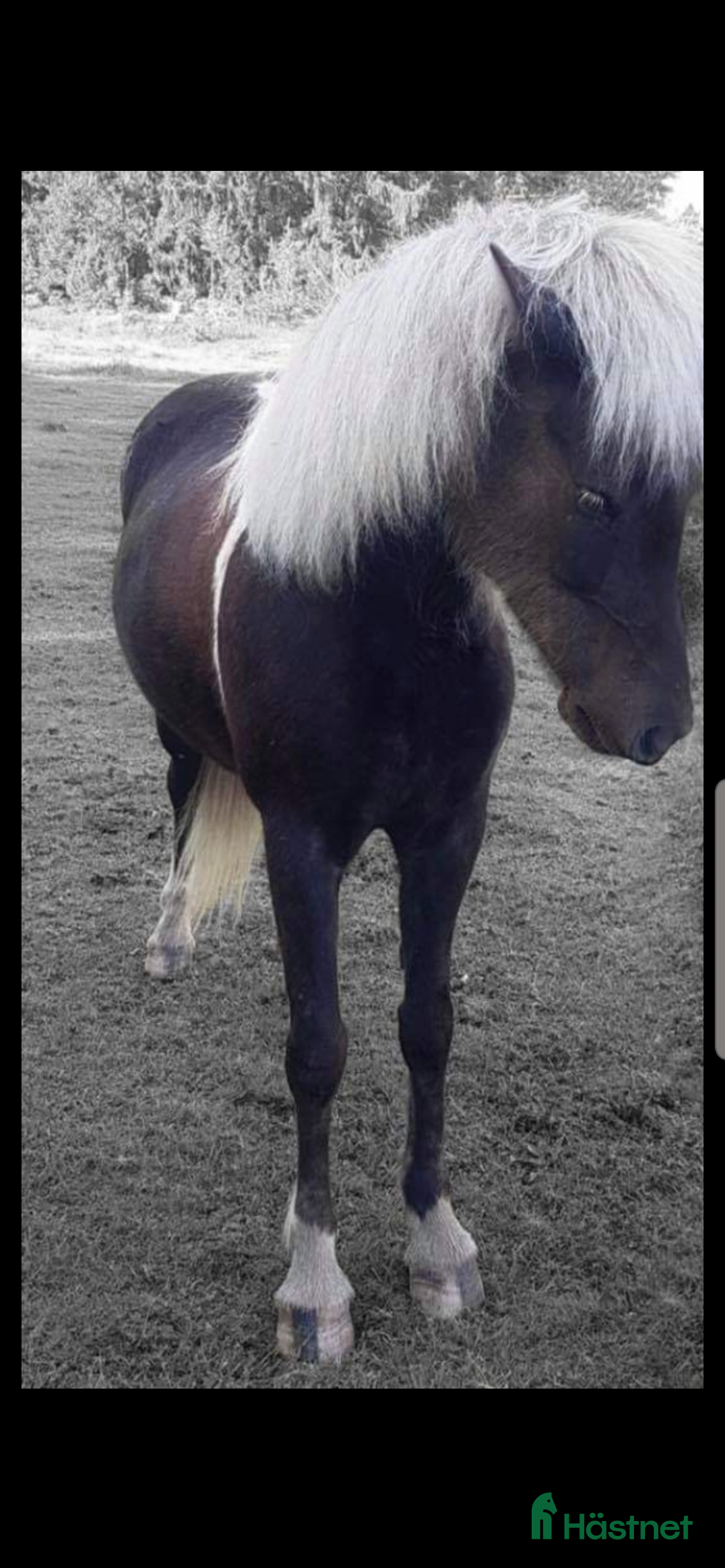  hästar Tre islandshästar (valack efter Ísar fra Keldudal) i Ärla - Annons 2