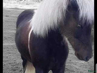 hästar Tre islandshästar (valack efter Ísar fra Keldudal) i Ärla - Annons 1