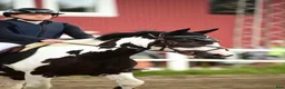 Hoppning hästar till salu: Maxad B ponny  - Annons 1