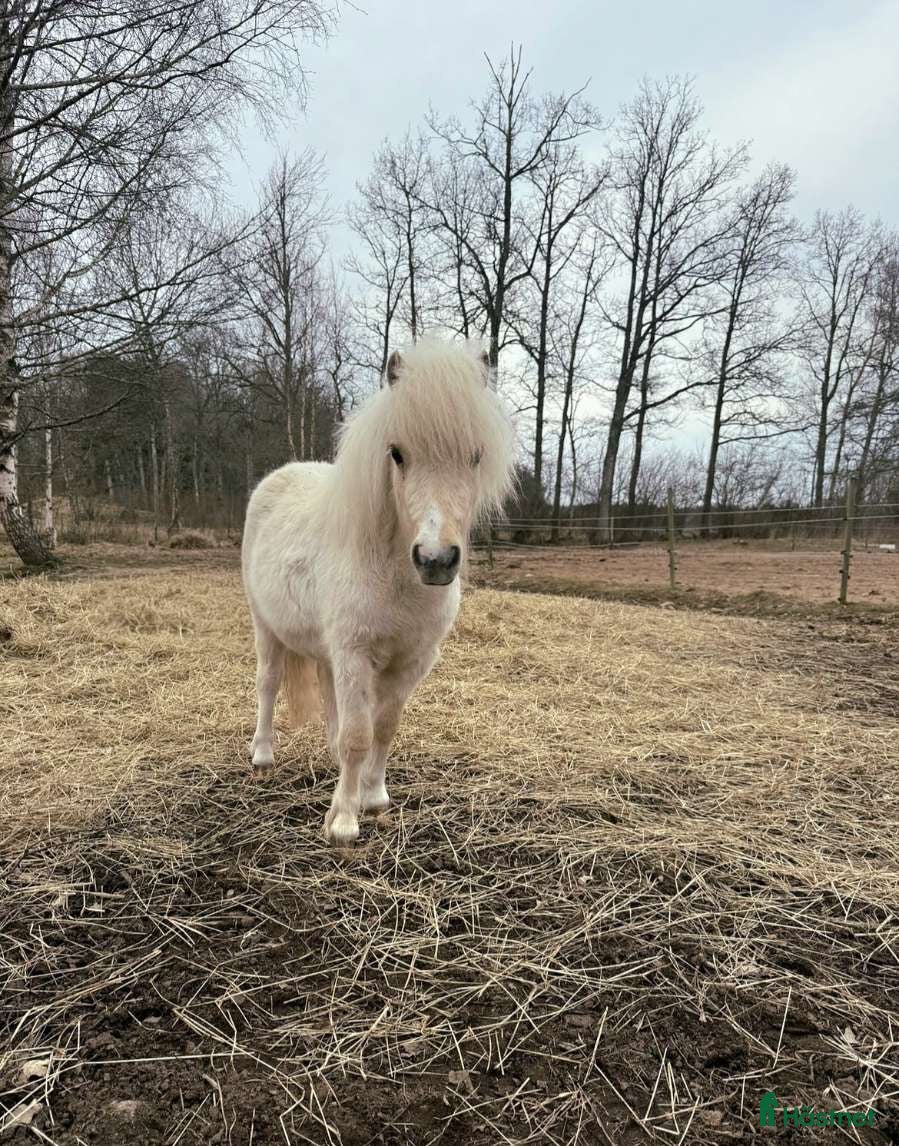  hästar Charmig kille - Annons 1