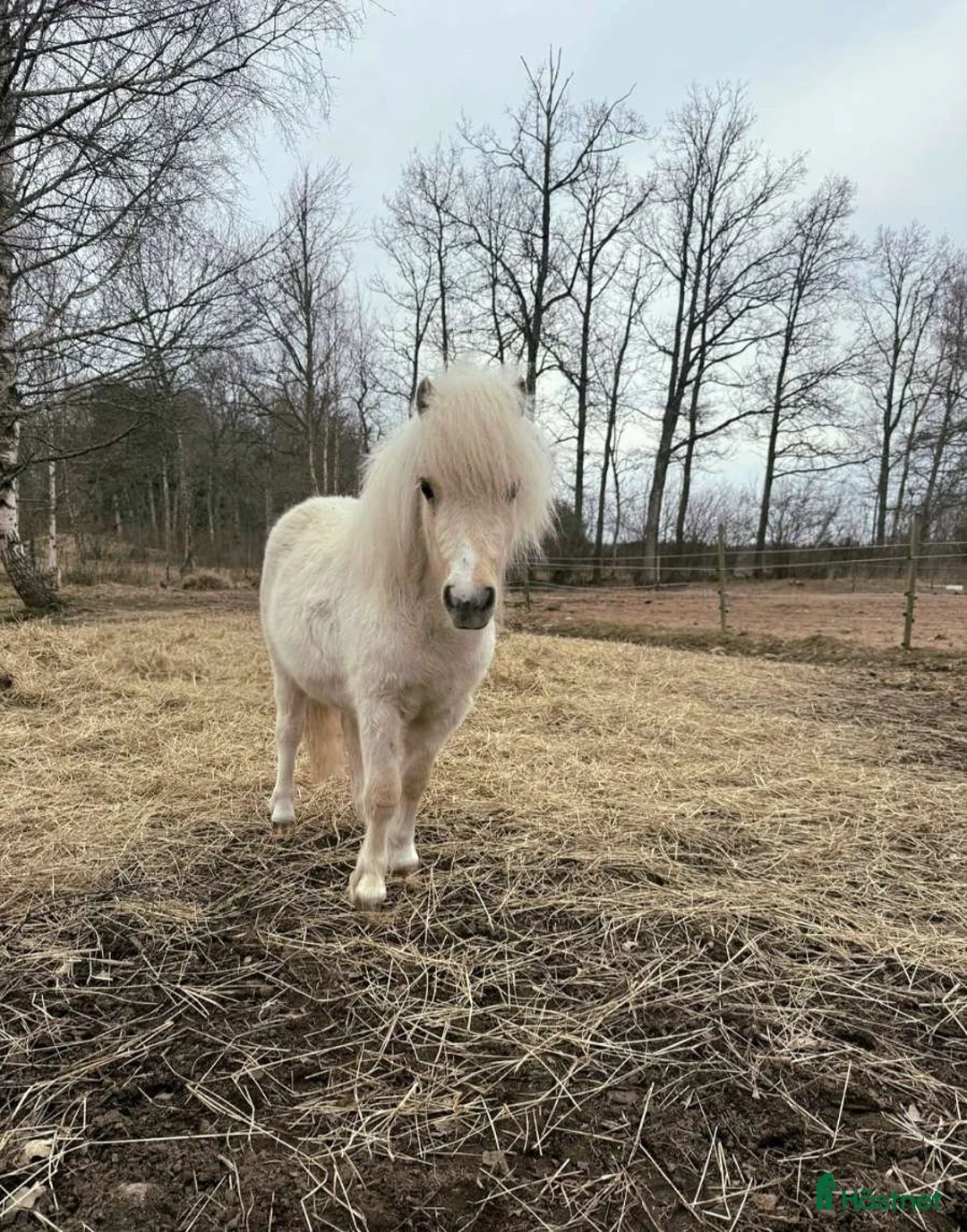 Allround hästar till salu: Charmig kille - Annons 1