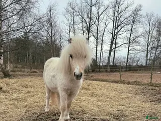 hästar Charmig kille - Annons 1