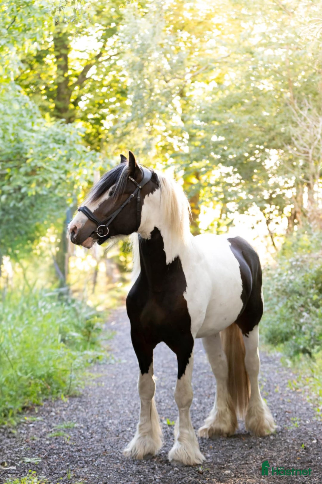 Allround hästar till salu: Drömhästen i Västerås - Annons 2