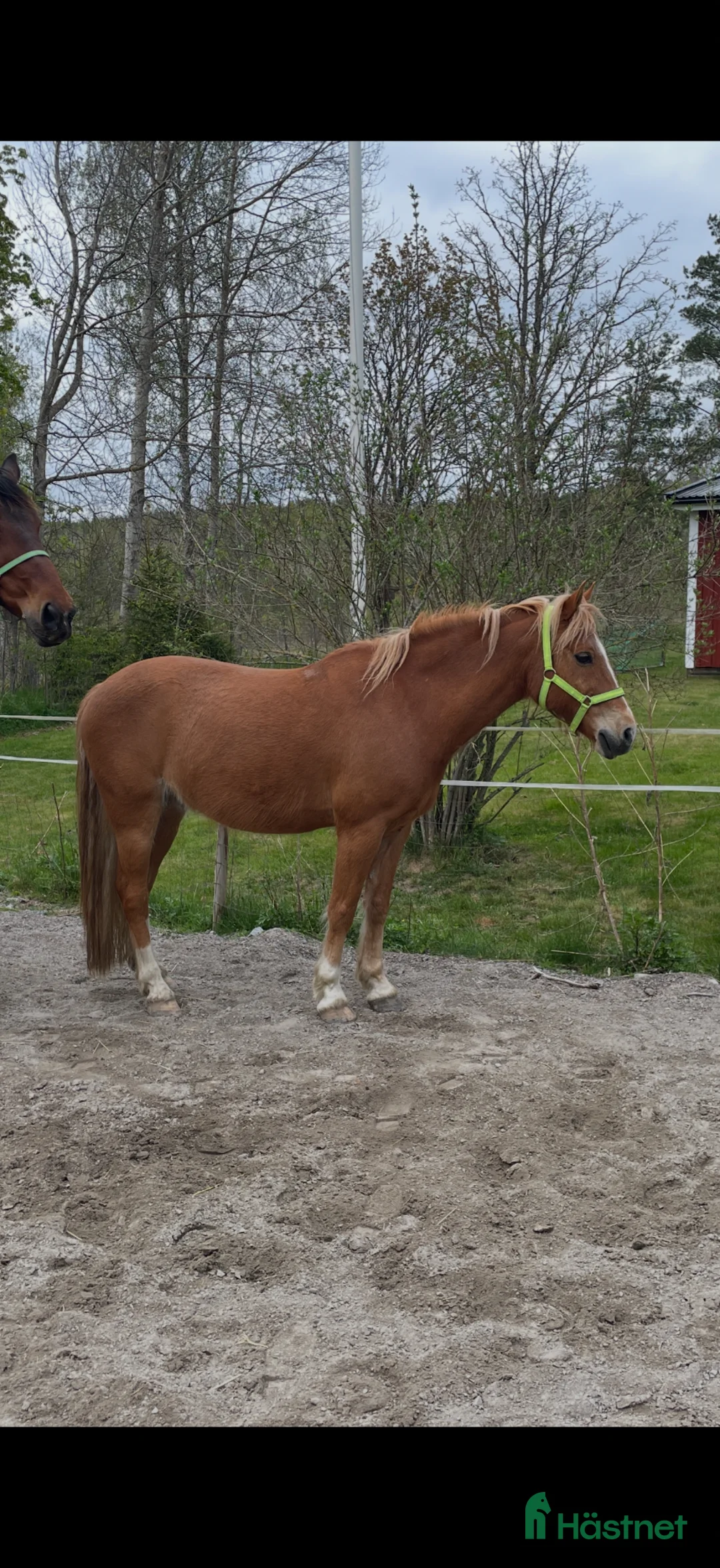 Allround hästar till salu: C ponny valack född 2010 - Annons 2