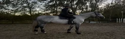 Hoppning hästar till salu: Schoolmaster, childenhäst, juniorhäst - Annons 4