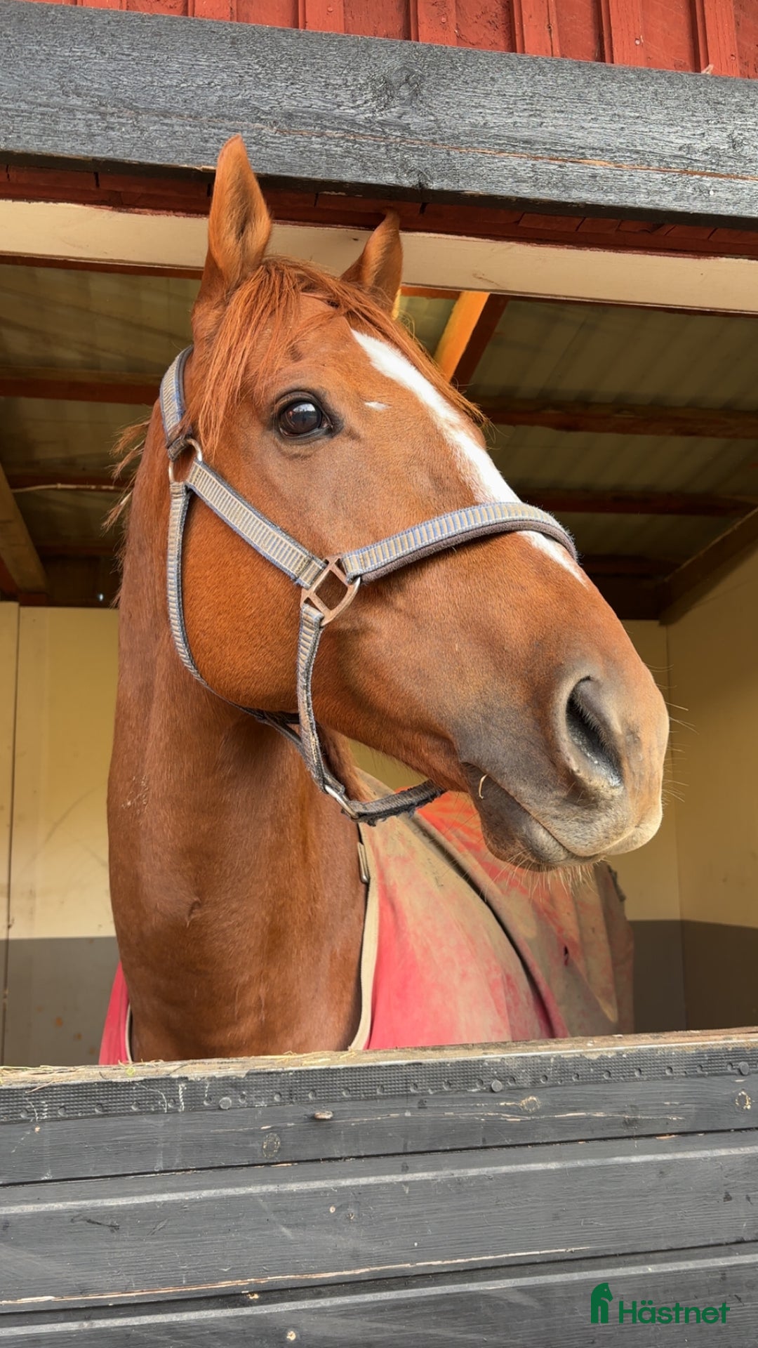 Allround hästar till salu: Snäll valack  i Västerhaninge - Annons 2