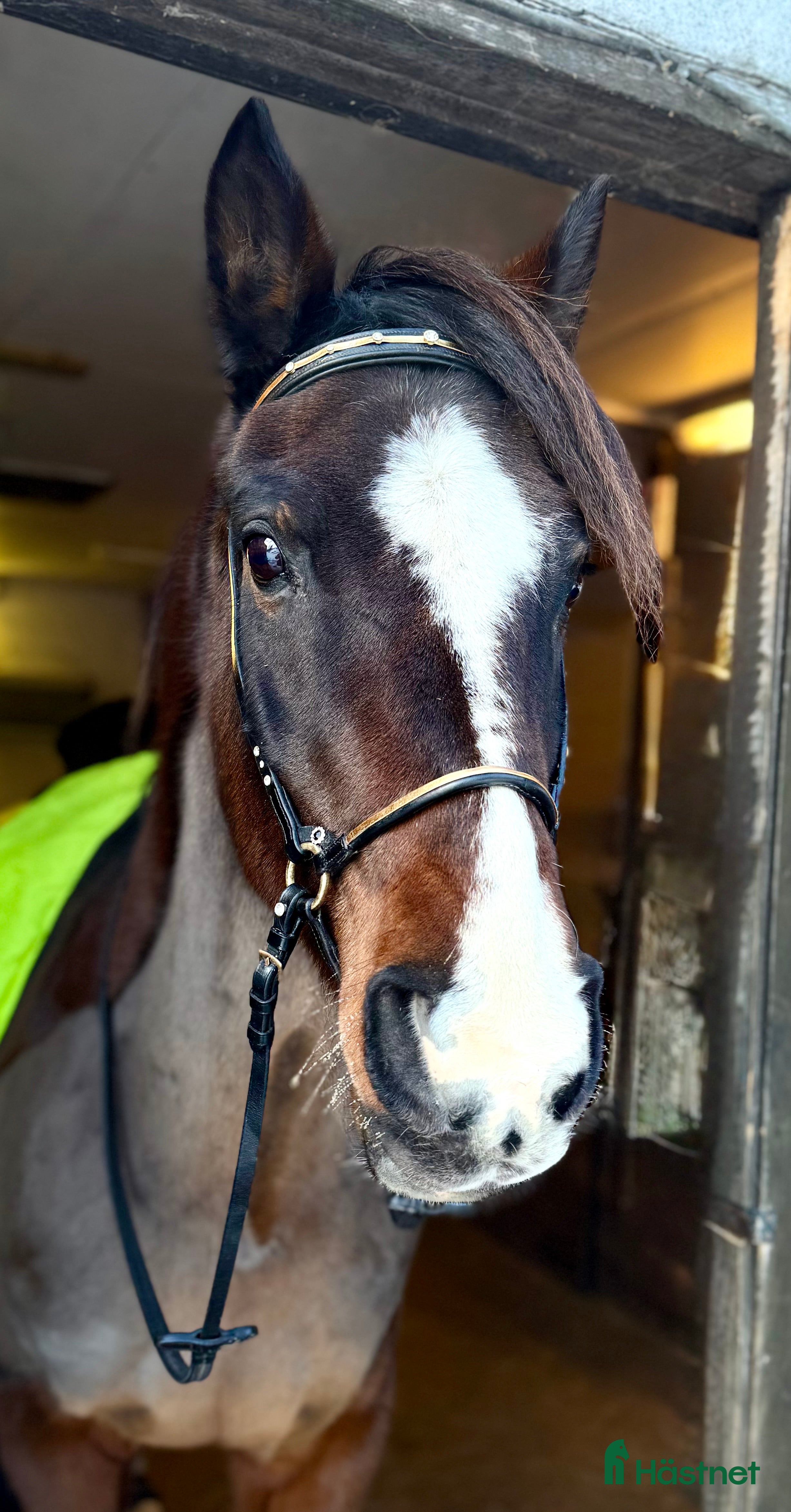 Träns hästutrustning Unikt designat träns/nosgrimma i Rånäs - Annons 14