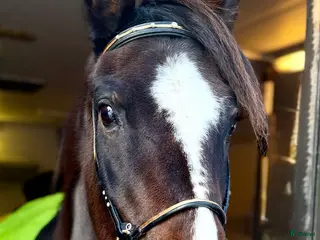 Träns hästutrustning Unikt designat träns/nosgrimma i Rånäs - Annons 14