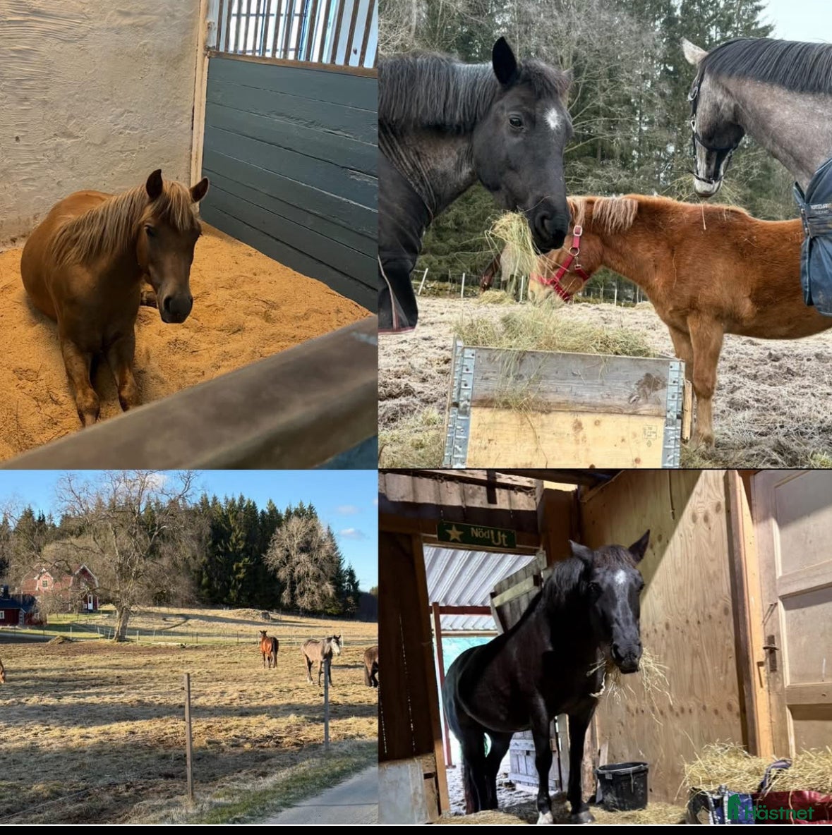  stallplats Stallplats Länghem i Länghem - Annons 23