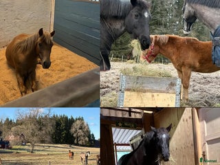 stallplats finnes: Stallplats Länghem i Länghem - Annons 1