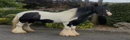 Allround hästar till salu: The Ultimate Irish cob - Annons 4
