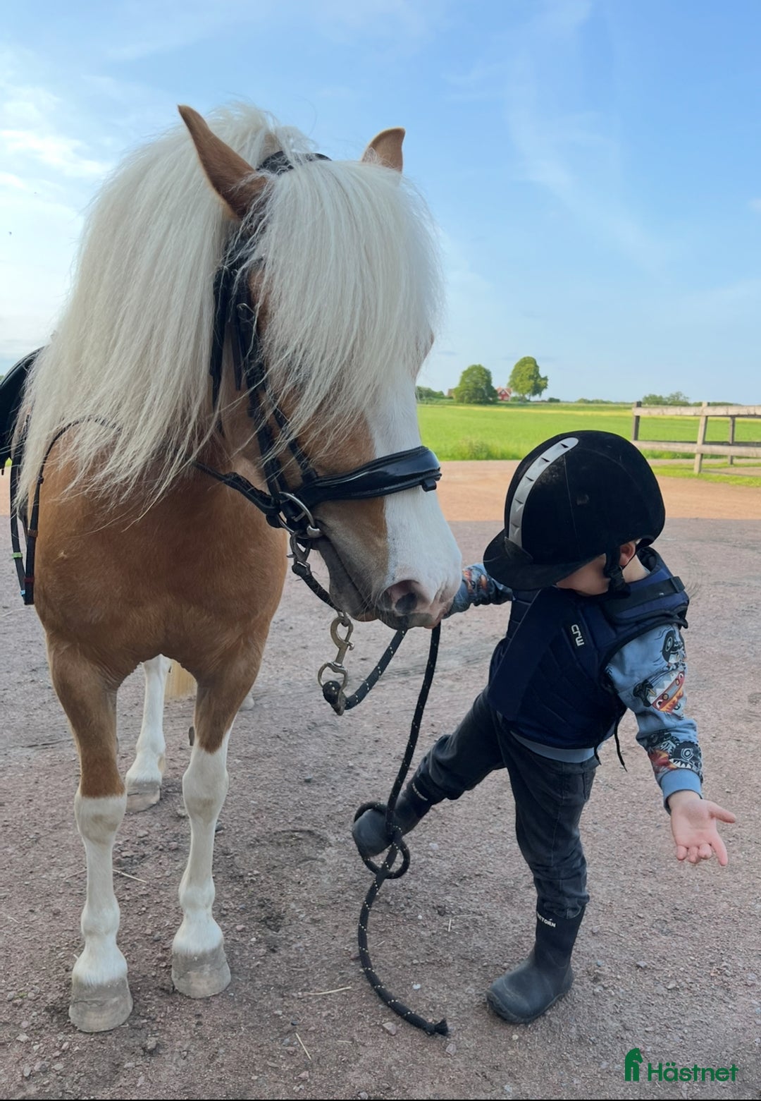  medryttarhäst finnes: Liten medryttare till B ponny i Broby - Annons 1