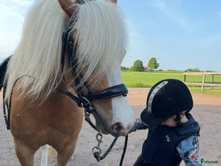 medryttarhäst finnes: Liten medryttare till B ponny i Broby - Annons 17