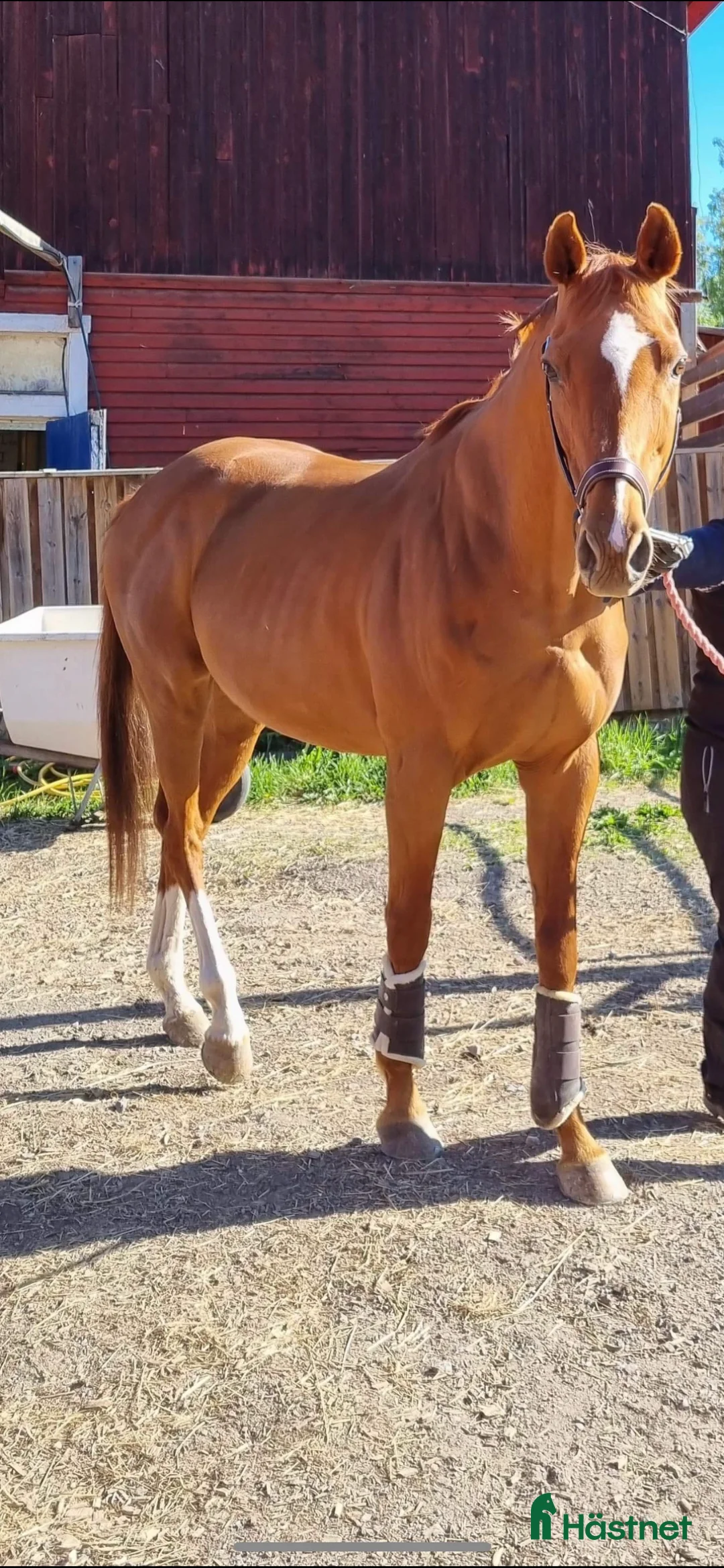 Allround hästar till salu: En bästa vän till promenad/hobbyridning  - Annons 2