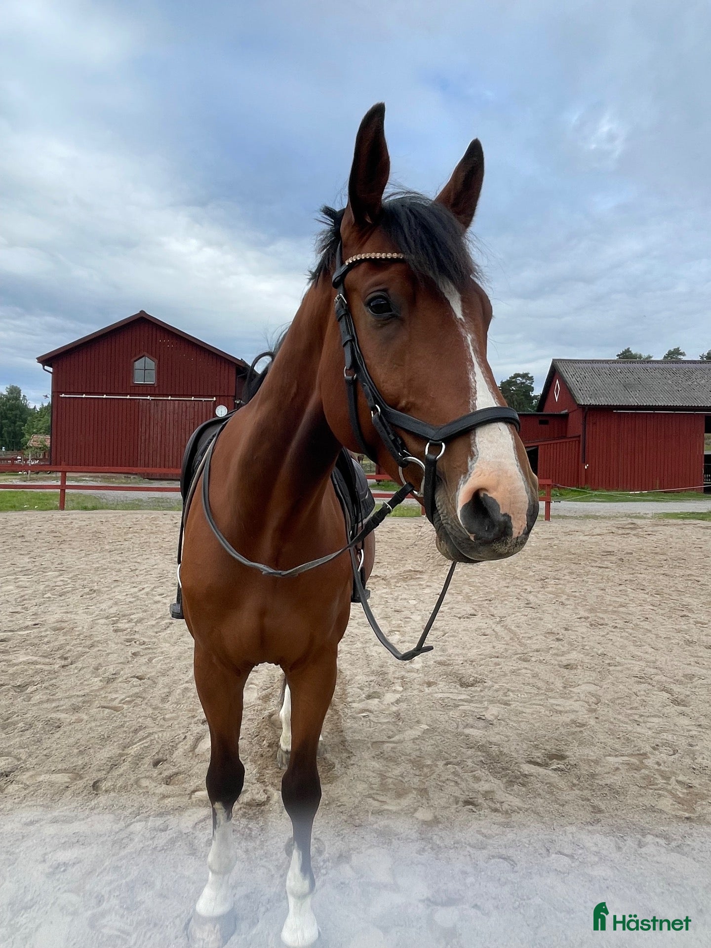  foderhäst Fodervärd sökes till lovande 5 åring - Annons 2
