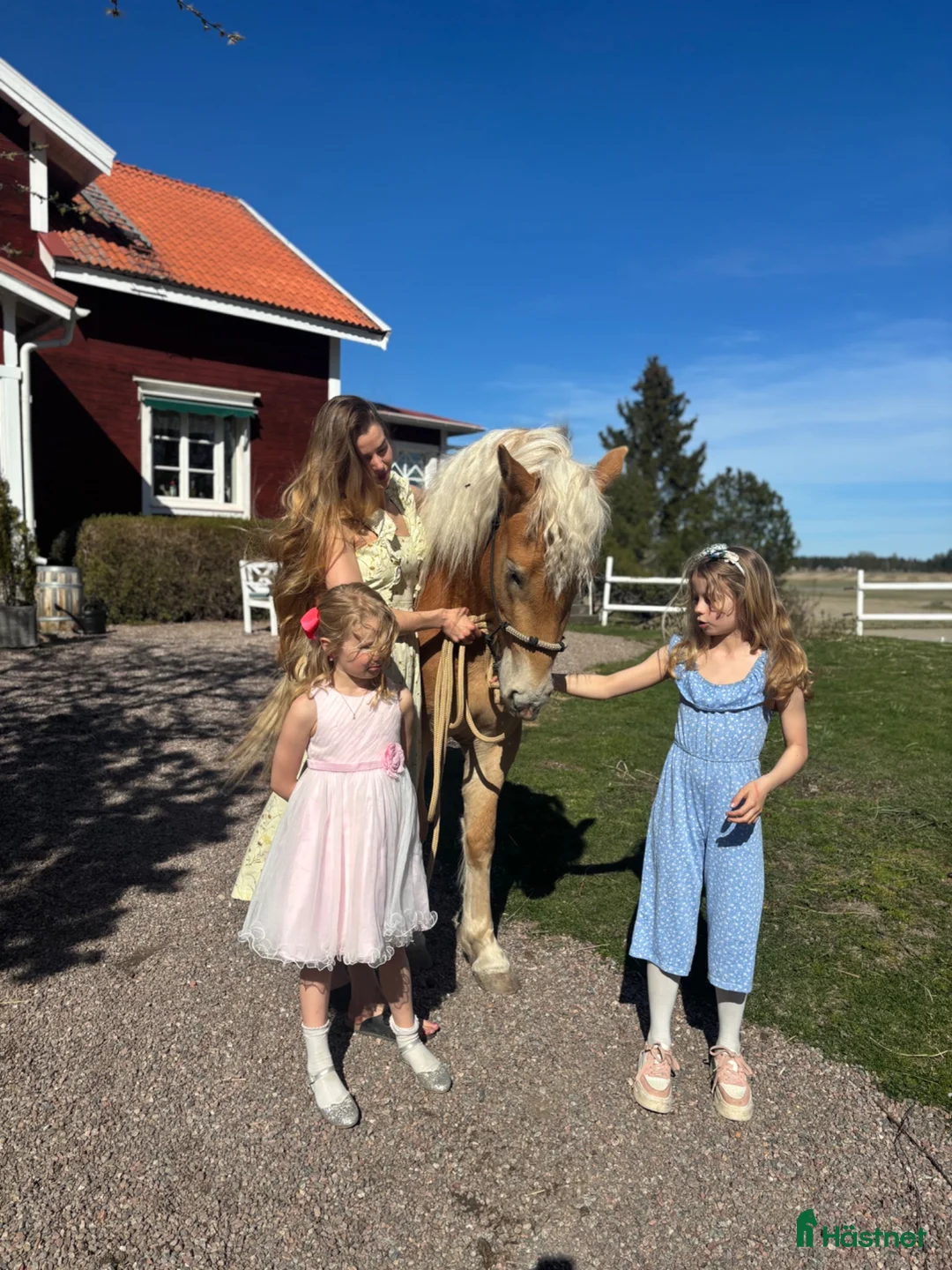 Allround hästar till salu: En på miljonen! Tjej att forma själv  - Annons 2
