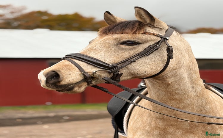  hästar i Hjärnarp - Annons 5