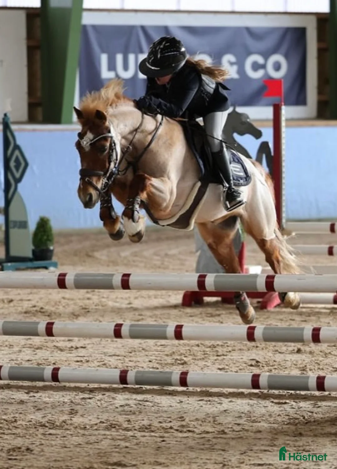 Allround hästar till salu: Fantastisk b-ponny söker nytt hem💕 - Annons 3