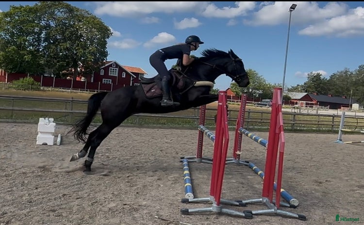  hästar i Rånäs - Annons 15
