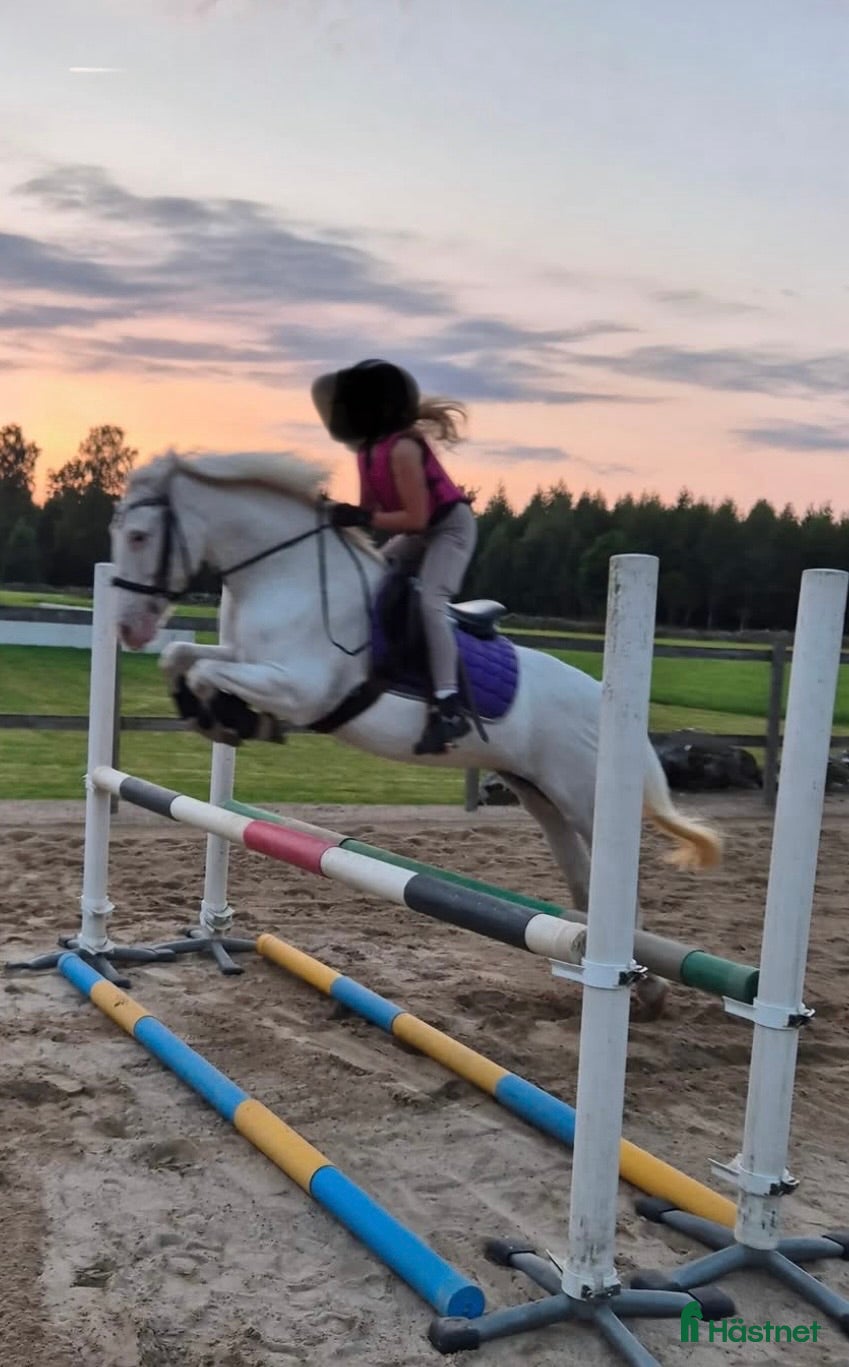  hästar Prissänkt! Tuff allroundponny - Annons 2