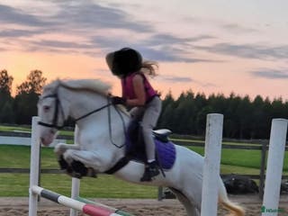 hästar Prissänkt! Tuff allroundponny - Annons 2