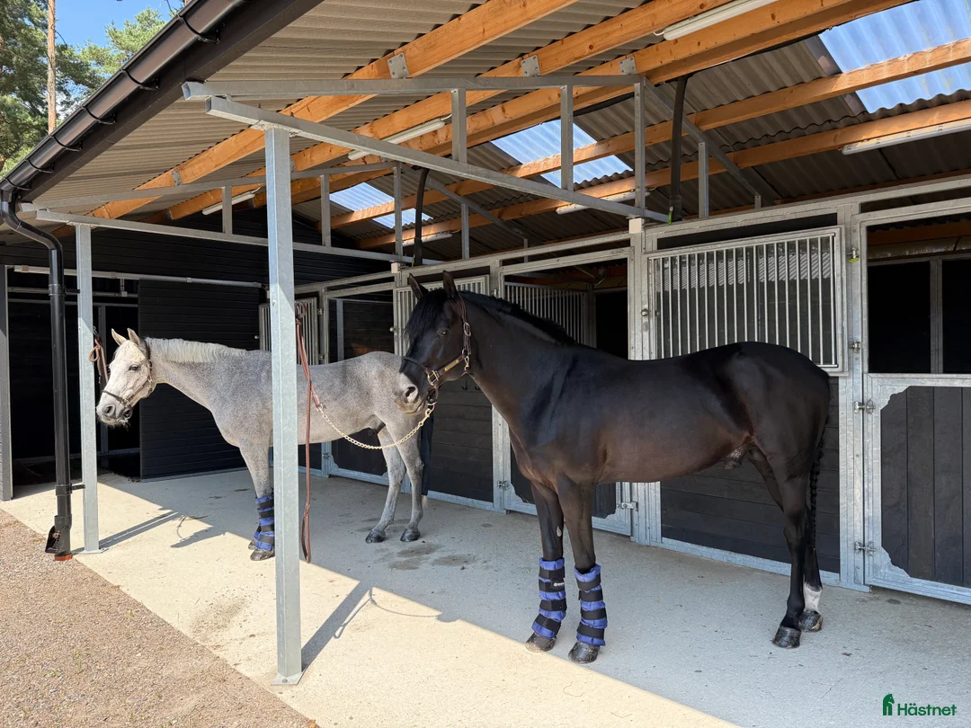 Hoppning hästar till salu: Läromästare och bästa vän!! - Annons 18