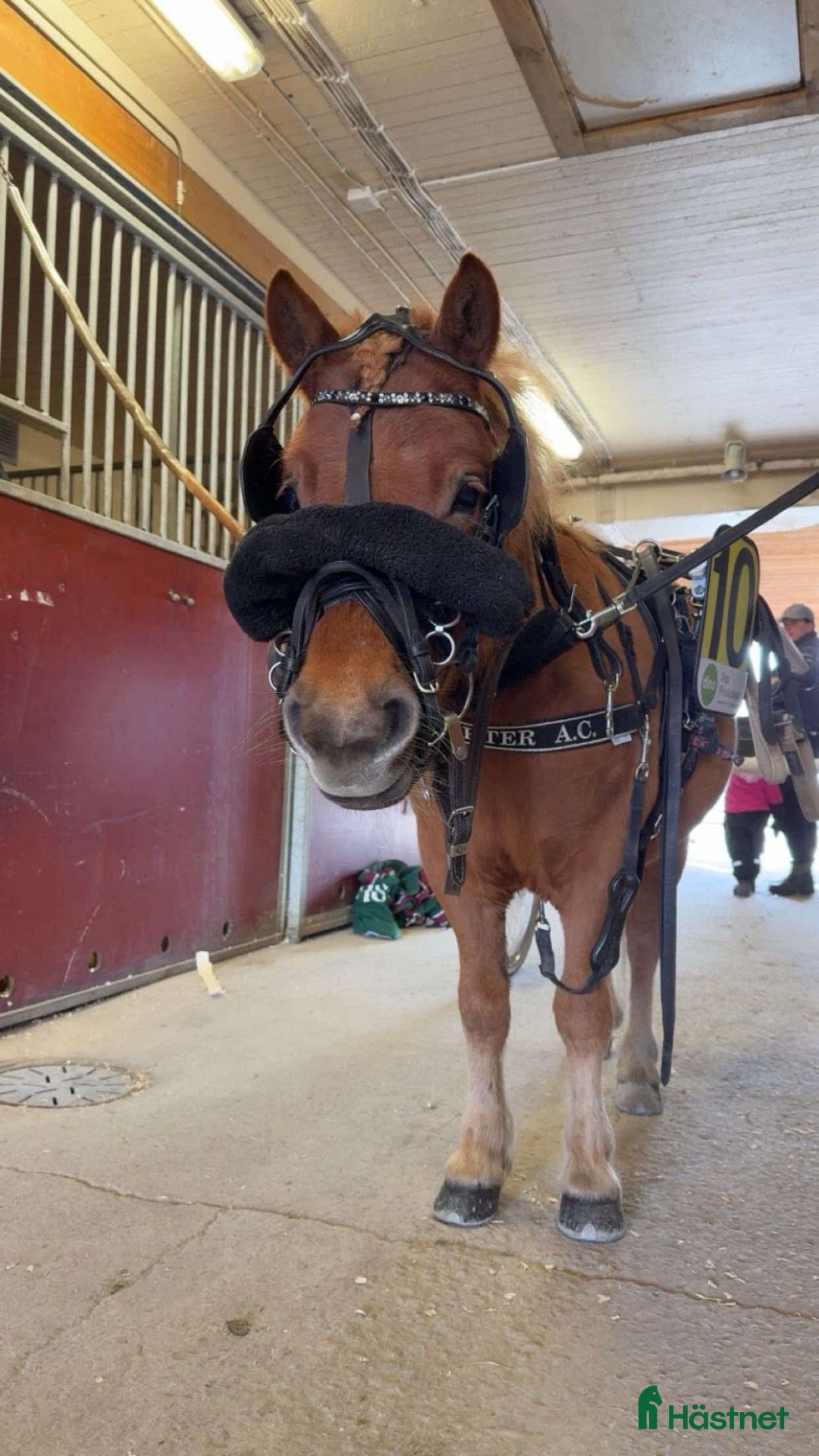  hästar 5-åring med stort utvecklingspotential - Annons 2